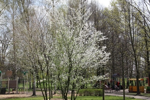 Park pięknieje na wiosnę 11