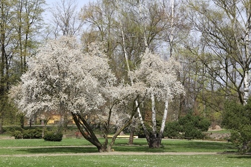 Park pięknieje na wiosnę 13