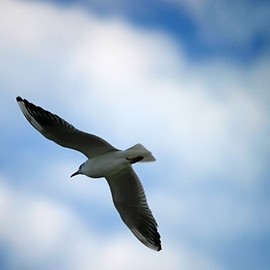 Uczniowie poznali skrzydlatych mieszkańców Legnicy