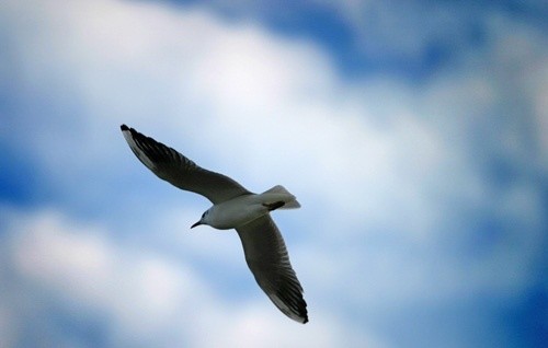 Uczniowie poznali skrzydlatych mieszkańców Legnicy