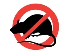 Deratyzacja – obowiązek właścicieli i zarządców nieruchomości