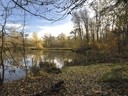 Nowa firma uporządkuje Lasek Złotoryjski po ubiegłorocznym huraganie