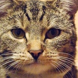 W Legnicy trwa kolejna akcja darmowej sterylizacji kotów