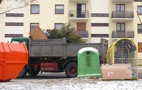 Ze zwiędłych choinek powstanie kompost