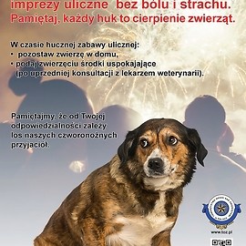 Chrońmy zwierzęta przed sylwestrową nocą