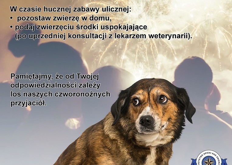 Chrońmy zwierzęta przed sylwestrową nocą