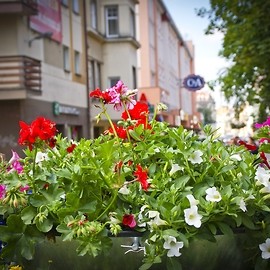 Miasto wypełni się kwiatami