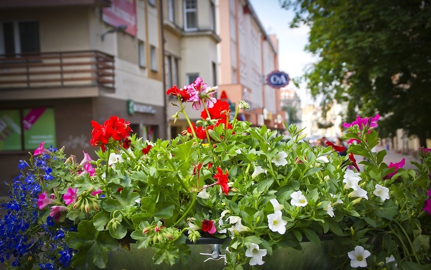 Miasto wypełni się kwiatami