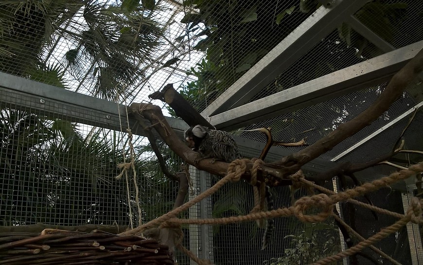 Egzotyczne małpki zapraszają do legnickiej palmiarni