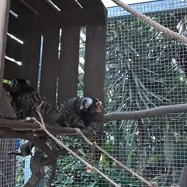 powiększ zdjęcie: Egzotyczne małpki zapraszają do legnickiej palmiarni