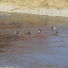 Strażnicy miejscy znowu uratowali kaczki