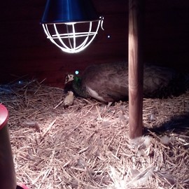 powiększ zdjęcie: W legnickim mini zoo niecodzienne wydarzenie. Zapraszamy też do palmiarni