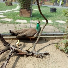 W legnickim mini zoo niecodzienne wydarzenie. Zapraszamy też do palmiarni