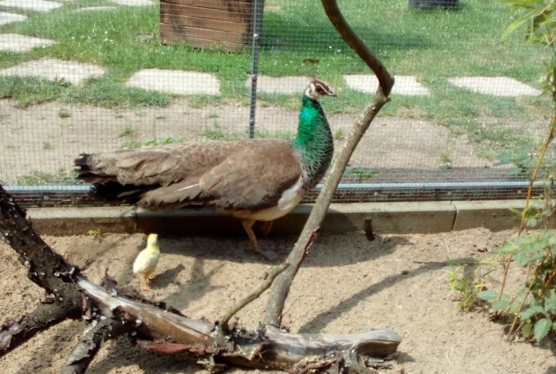 W legnickim mini zoo niecodzienne wydarzenie. Zapraszamy też do palmiarni