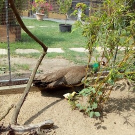 powiększ zdjęcie: W legnickim mini zoo niecodzienne wydarzenie. Zapraszamy też do palmiarni