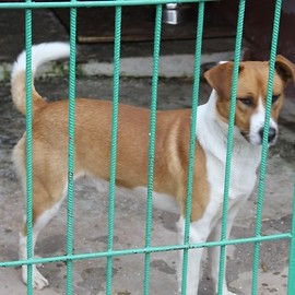 Przyjdź do schroniska po przyjaciela. Wydłużone godziny otwarcia