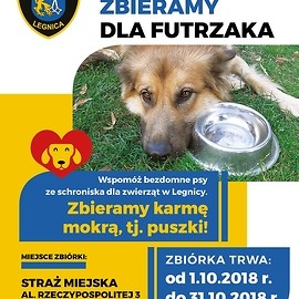 Pomóż bezdomnym zwierzętom. Przyłącz się do akcji strażników miejskich