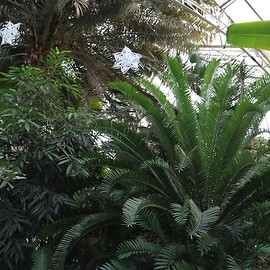 powiększ zdjęcie: Poznaj historię naszej palmiarni na urokliwych przedwojenmnych kartach i odwiedź ją