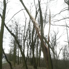 powiększ zdjęcie: Wiało nad Legnicą. Uszkodzona sygnalizacja, połamane drzewa