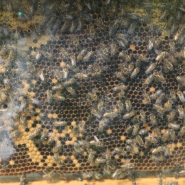 powiększ zdjęcie: pszczoły