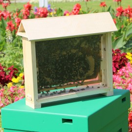 powiększ zdjęcie: pszczoły