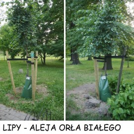 powiększ zdjęcie: Nawadniamy młode drzewka, by nie uschły podczas upałów