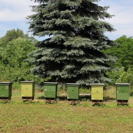 powiększ zdjęcie: Legnica przyjazna pszczołom. Tworzymy sieć pasiek miejskich