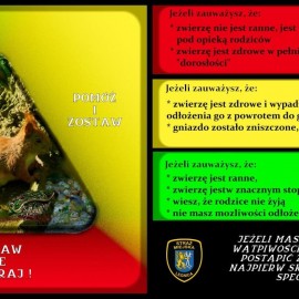 powiększ zdjęcie: Mądrze pomagajmy zwierzętom. Co zrobić gdy znajdziemy pisklaka, który nie lata?