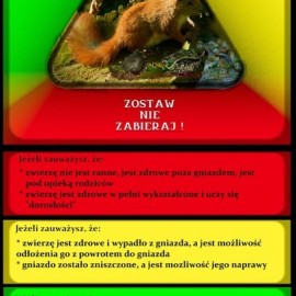 powiększ zdjęcie: Mądrze pomagajmy zwierzętom. Co zrobić gdy znajdziemy pisklaka, który nie lata?