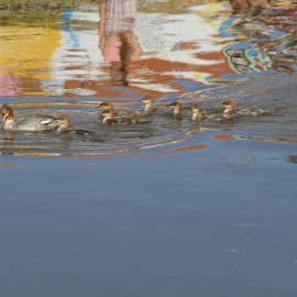 Mądrze pomagajmy zwierzętom. Co zrobić gdy znajdziemy pisklaka, który nie lata?
