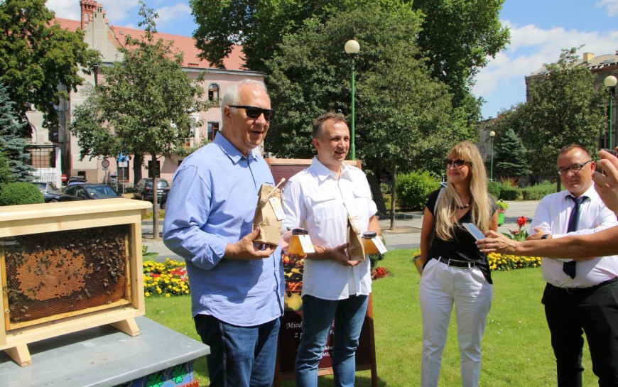 Legnica przyjazna pszczołom. Wyróżniono nas za sadzenie roślin miododajnych