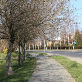 Aktualne zasady i ograniczenia wprowadzone przez rząd