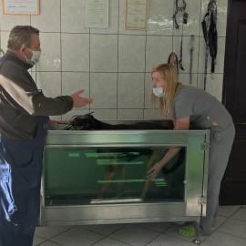powiększ zdjęcie: Zwierzaki z legnickiego schroniska potrzebują kochających domów