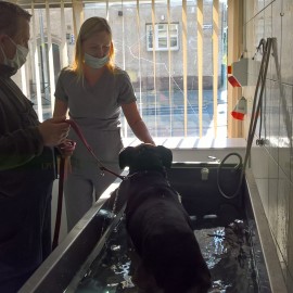 powiększ zdjęcie: Zwierzaki z legnickiego schroniska potrzebują kochających domów
