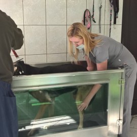 powiększ zdjęcie: Zwierzaki z legnickiego schroniska potrzebują kochających domów
