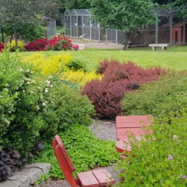 powiększ zdjęcie: Legnickie mini zoo opanowały królewskie pawie