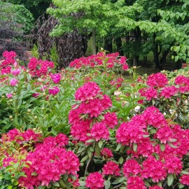 powiększ zdjęcie: Legnickie mini zoo opanowały królewskie pawie