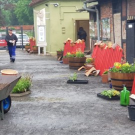 powiększ zdjęcie: Legnickie mini zoo opanowały królewskie pawie