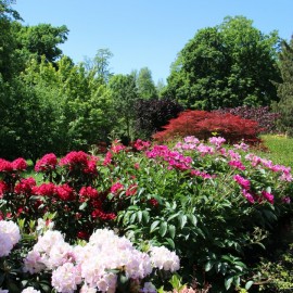 powiększ zdjęcie: Legnickie mini zoo opanowały królewskie pawie