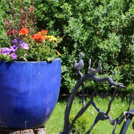 powiększ zdjęcie: Legnickie mini zoo opanowały królewskie pawie