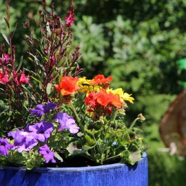 Legnickie mini zoo opanowały królewskie pawie