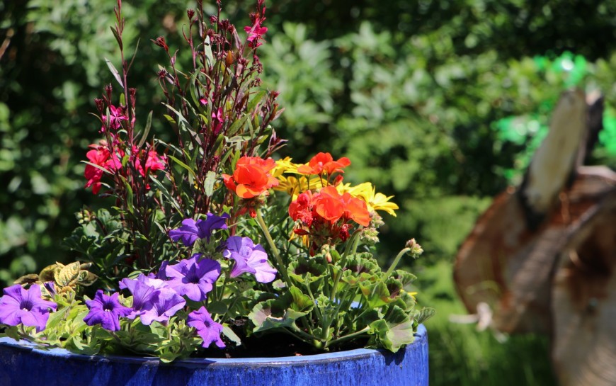 Legnickie mini zoo opanowały królewskie pawie