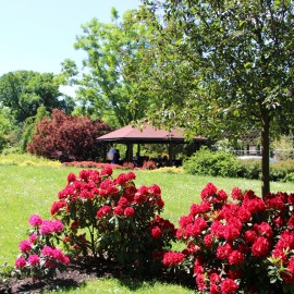 powiększ zdjęcie: Legnickie mini zoo opanowały królewskie pawie