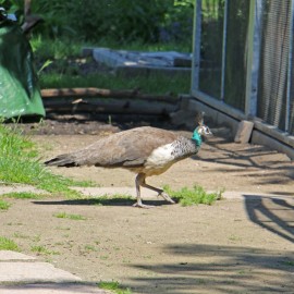 powiększ zdjęcie: Legnickie mini zoo opanowały królewskie pawie