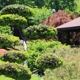 powiększ zdjęcie: Legnickie mini zoo opanowały królewskie pawie