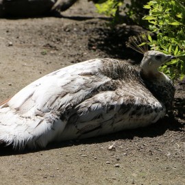 powiększ zdjęcie: Legnickie mini zoo opanowały królewskie pawie