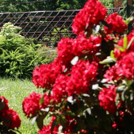 powiększ zdjęcie: Legnickie mini zoo opanowały królewskie pawie