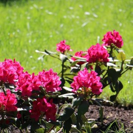 powiększ zdjęcie: Legnickie mini zoo opanowały królewskie pawie