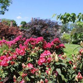 powiększ zdjęcie: Legnickie mini zoo opanowały królewskie pawie