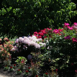 powiększ zdjęcie: Legnickie mini zoo opanowały królewskie pawie